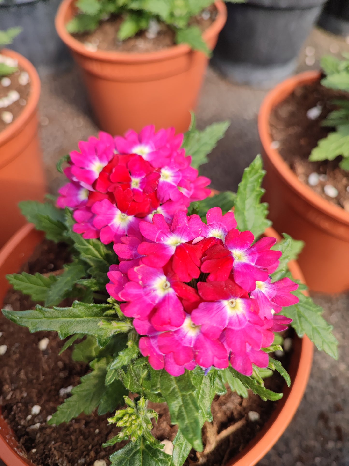 Verbena