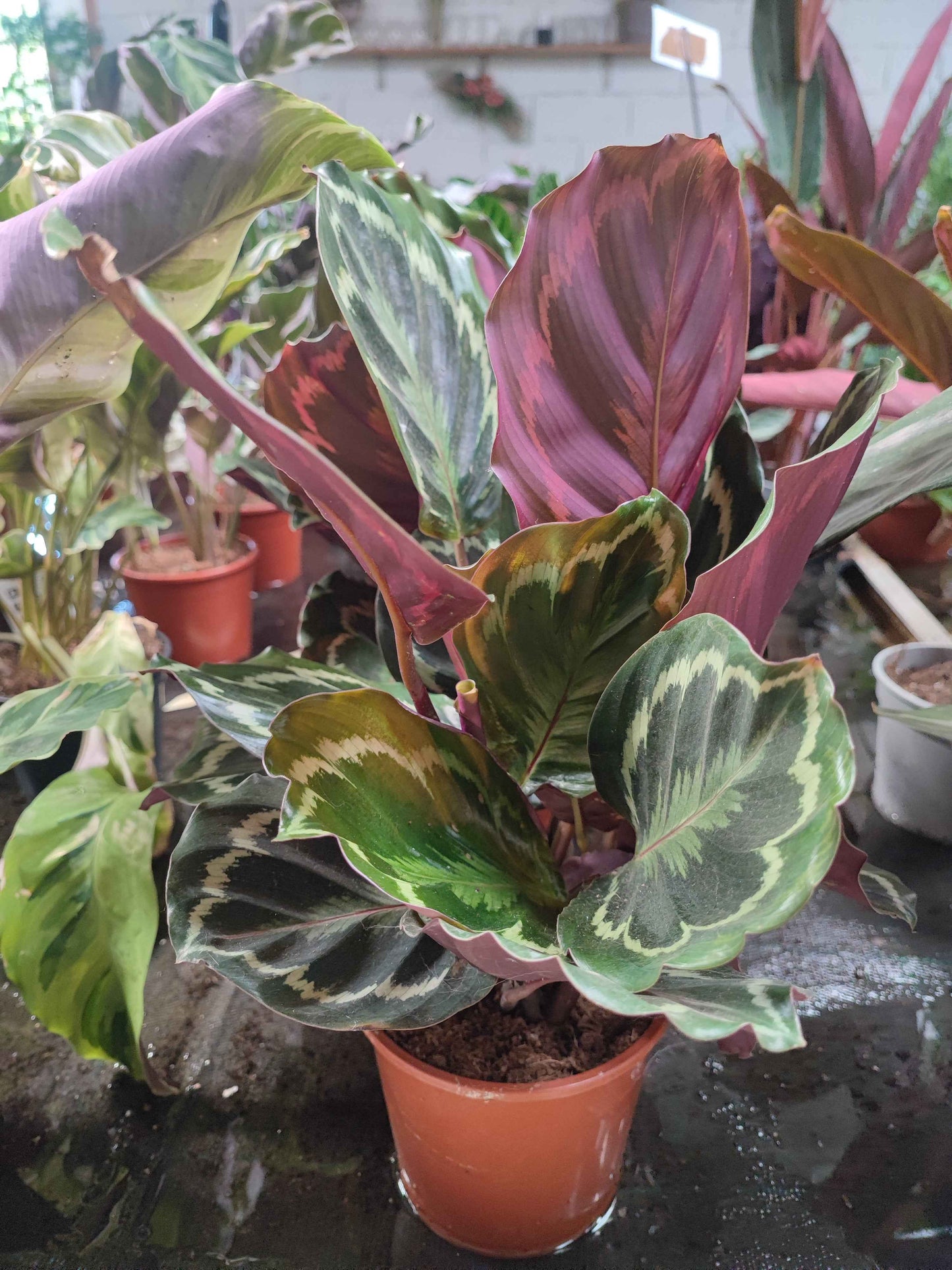 Calathea roseopicta medallion