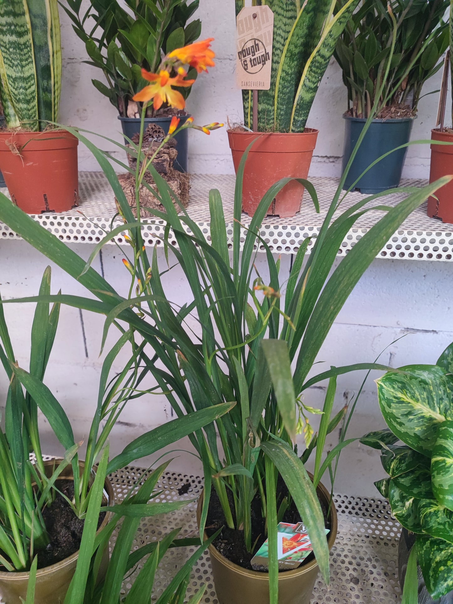 Crocosmia