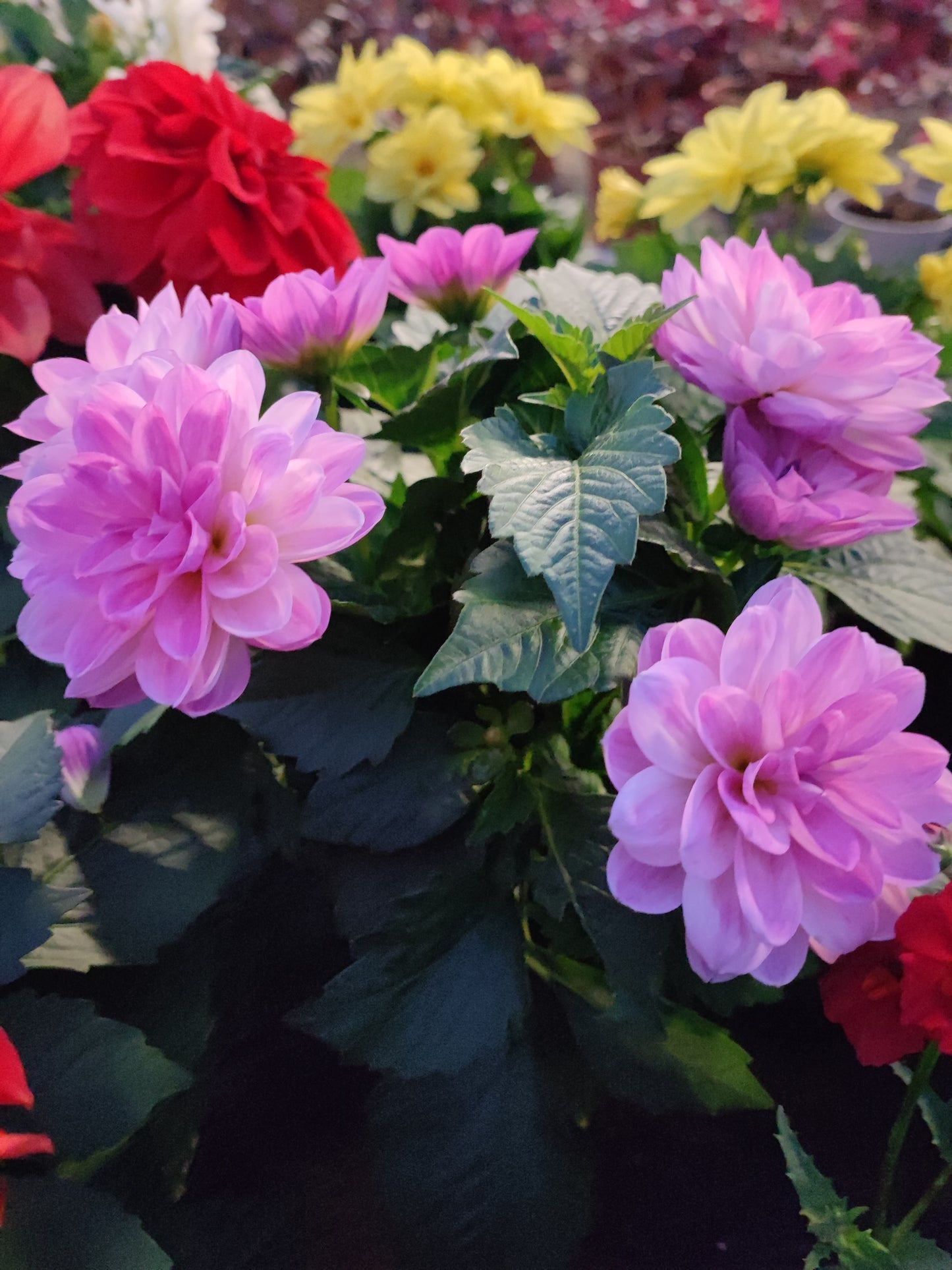 Dahlia