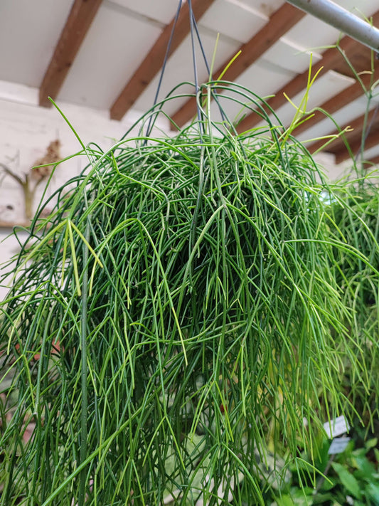 Rhipsalis oasis