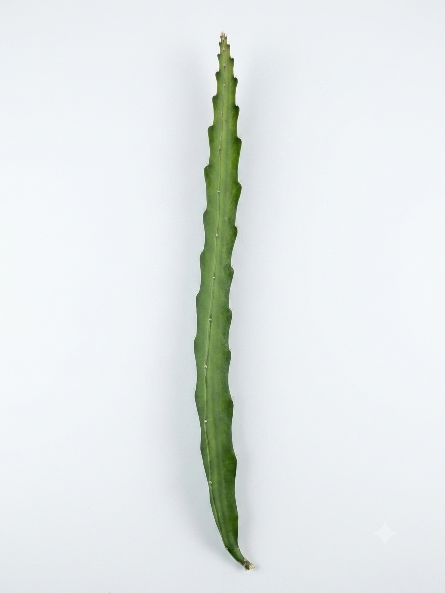 Talee pitaya 30-40 cm