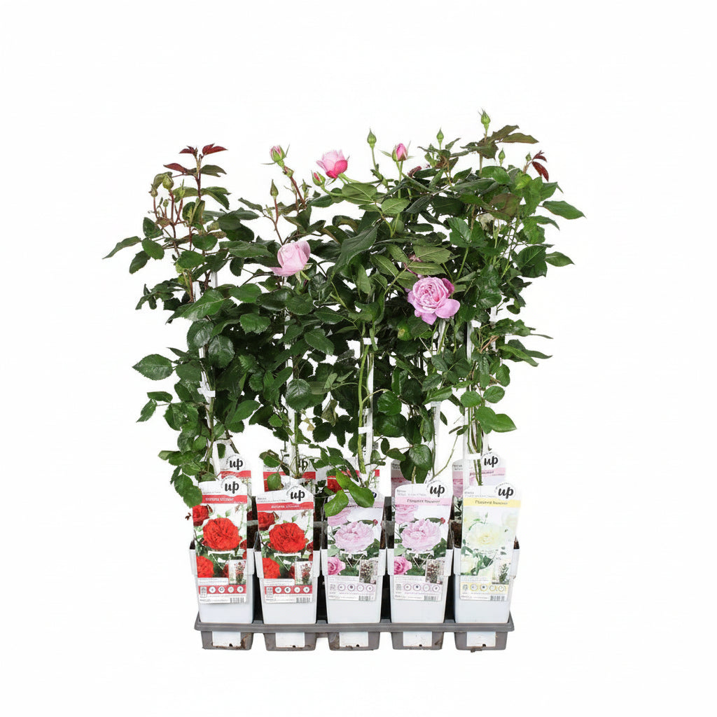 Rosa rampicante Crazy in love