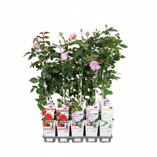 Rosa rampicante Crazy in love