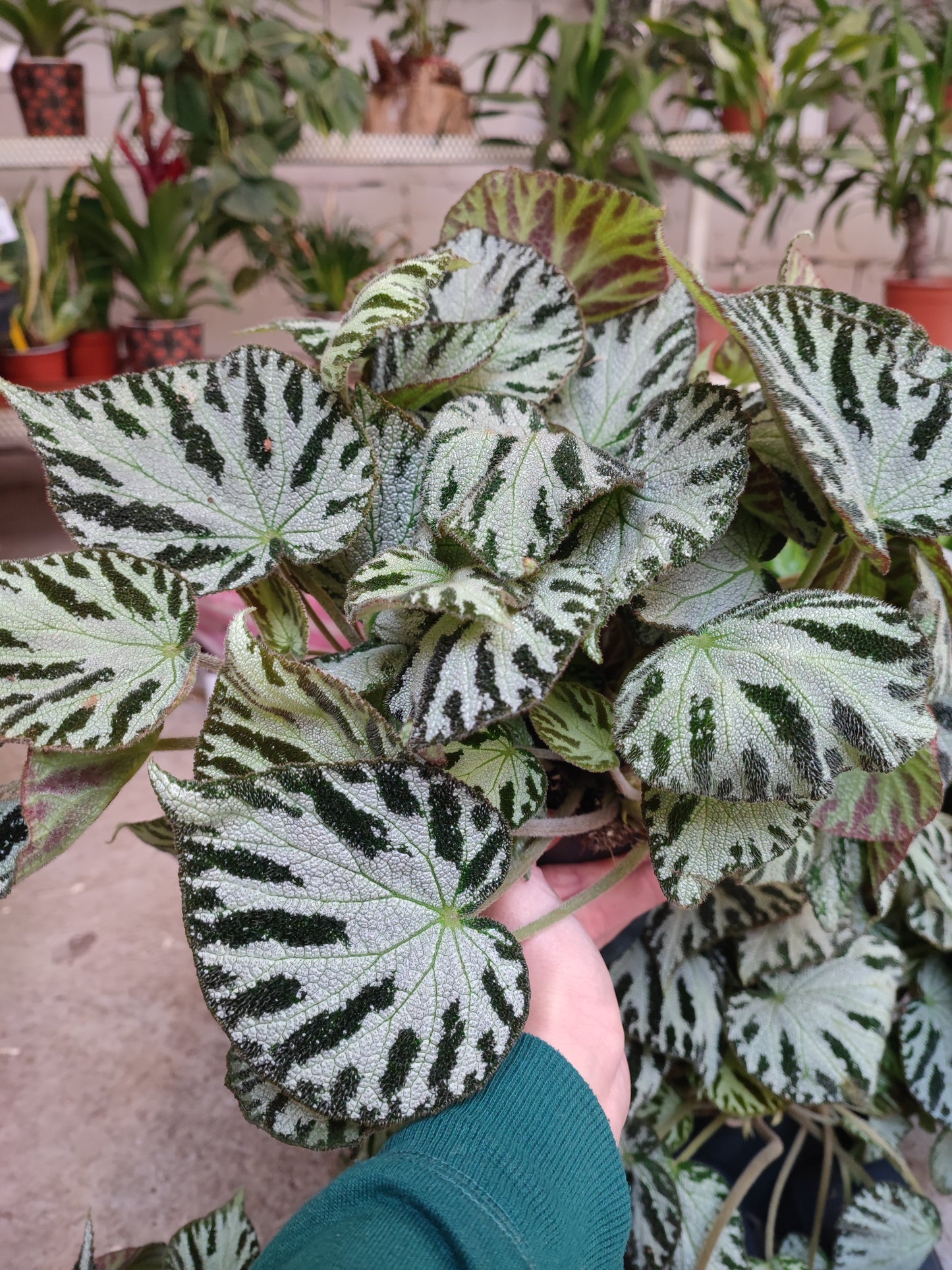 Begonia Imperialis Silver Jewel