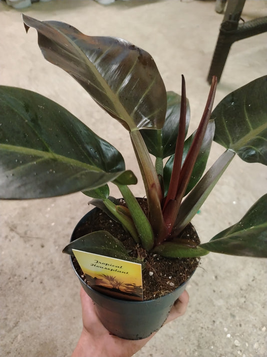 Philodendron imperial red