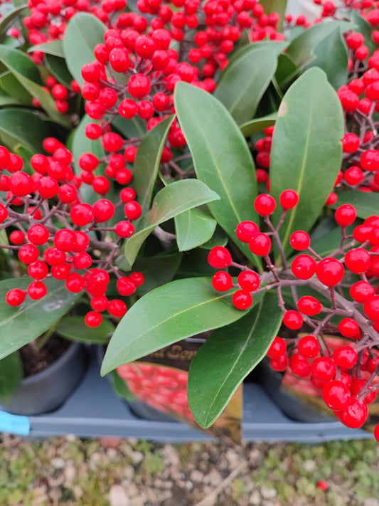 Skimmia japonica passion