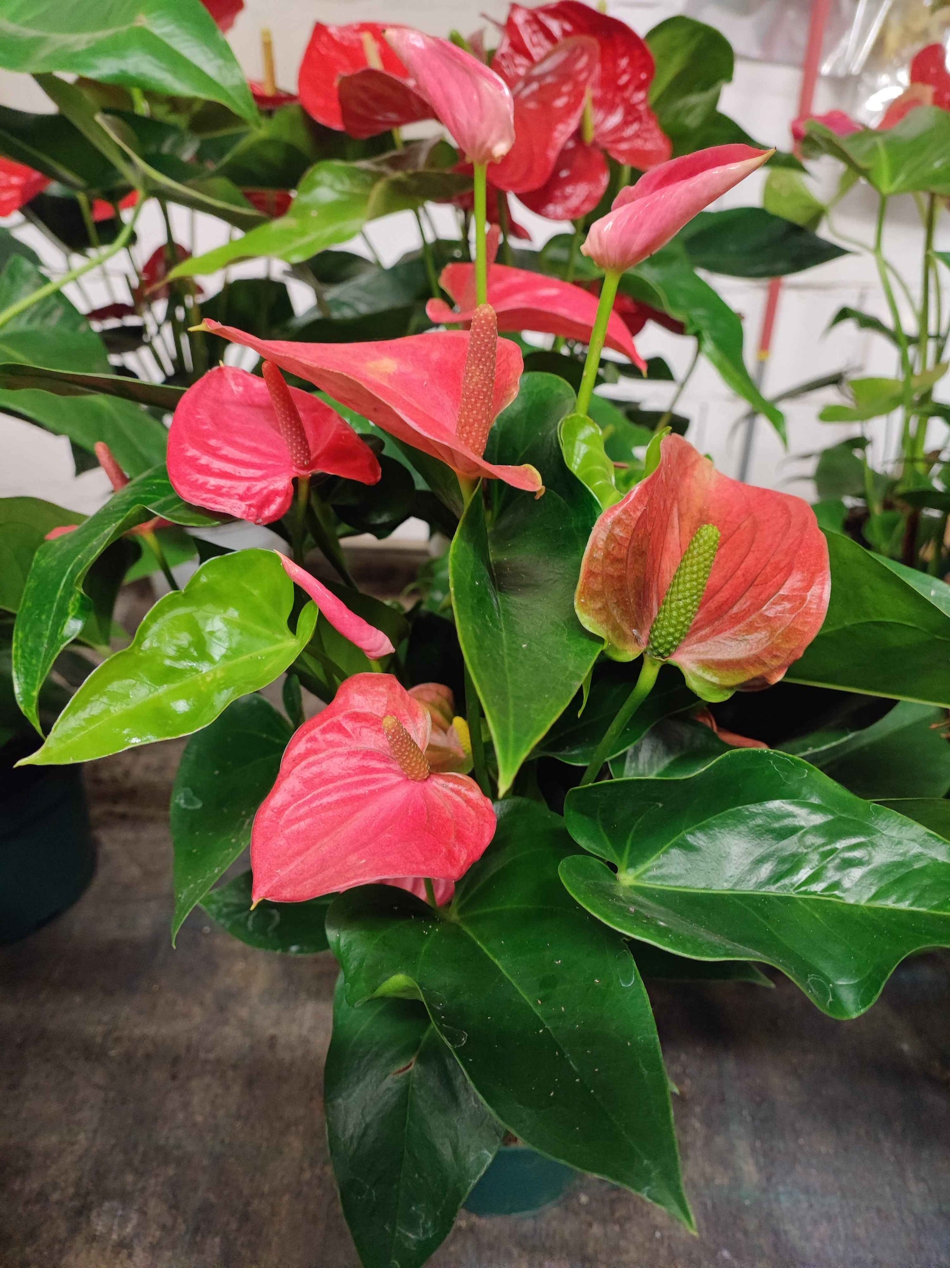 anthurium prezzo pianta Anthurium – Valmaflor