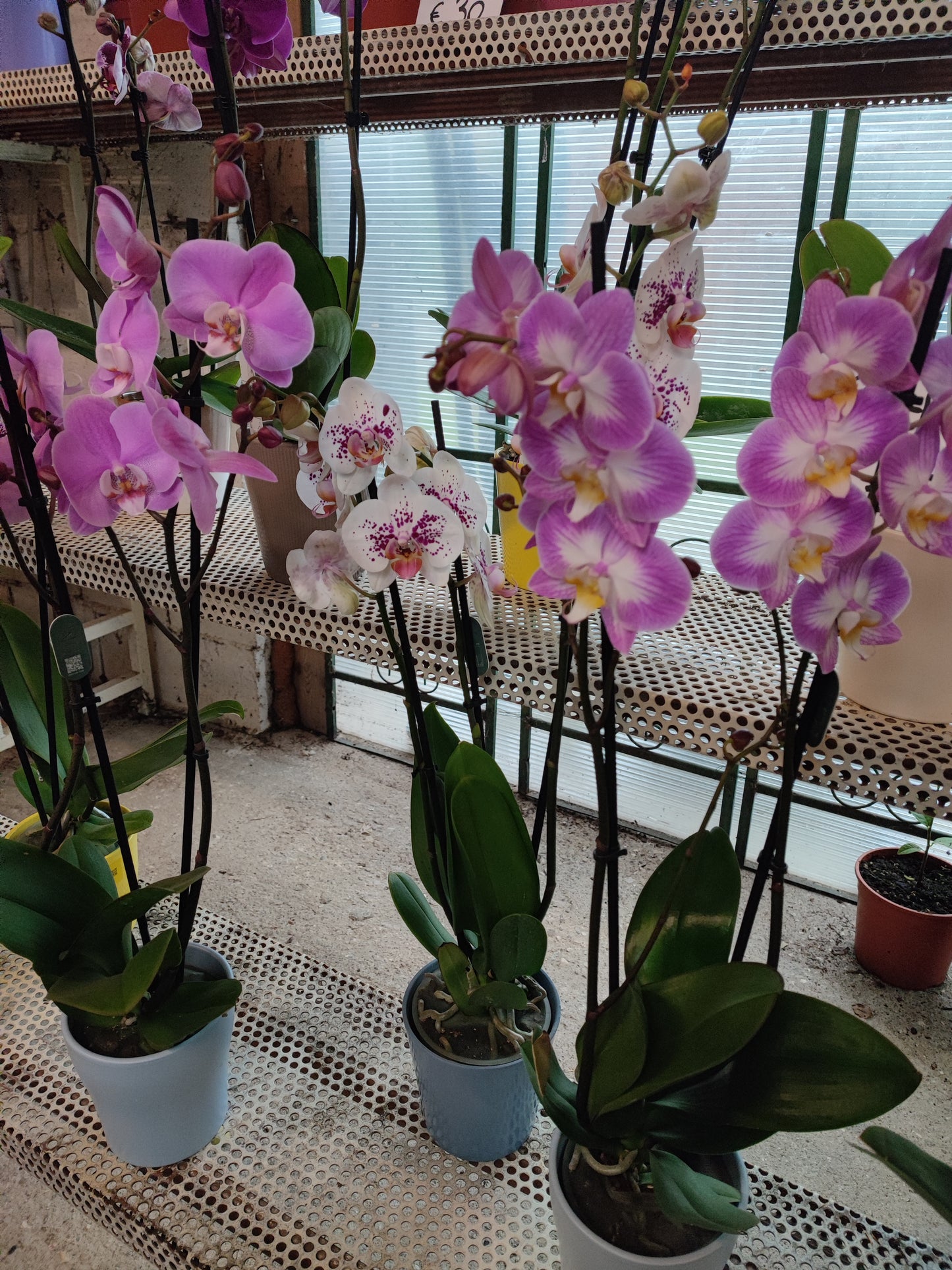 Phalaenopsis
