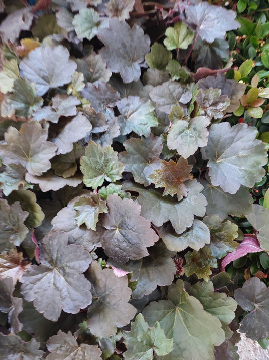 Heuchera palace purple