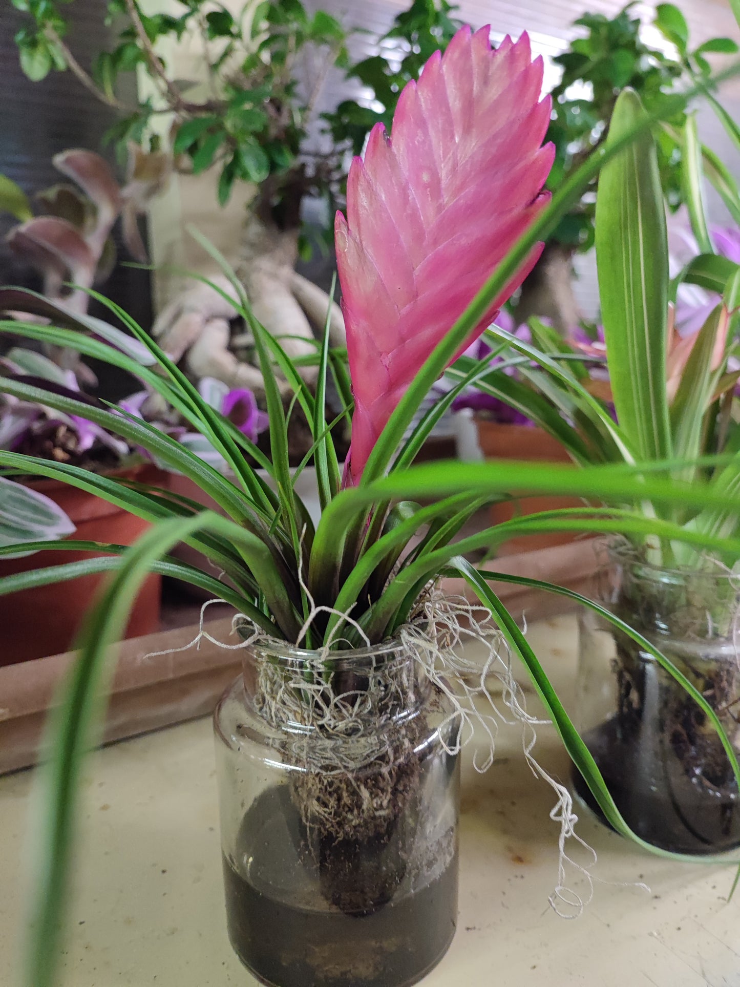 Bromelia e tillandsia