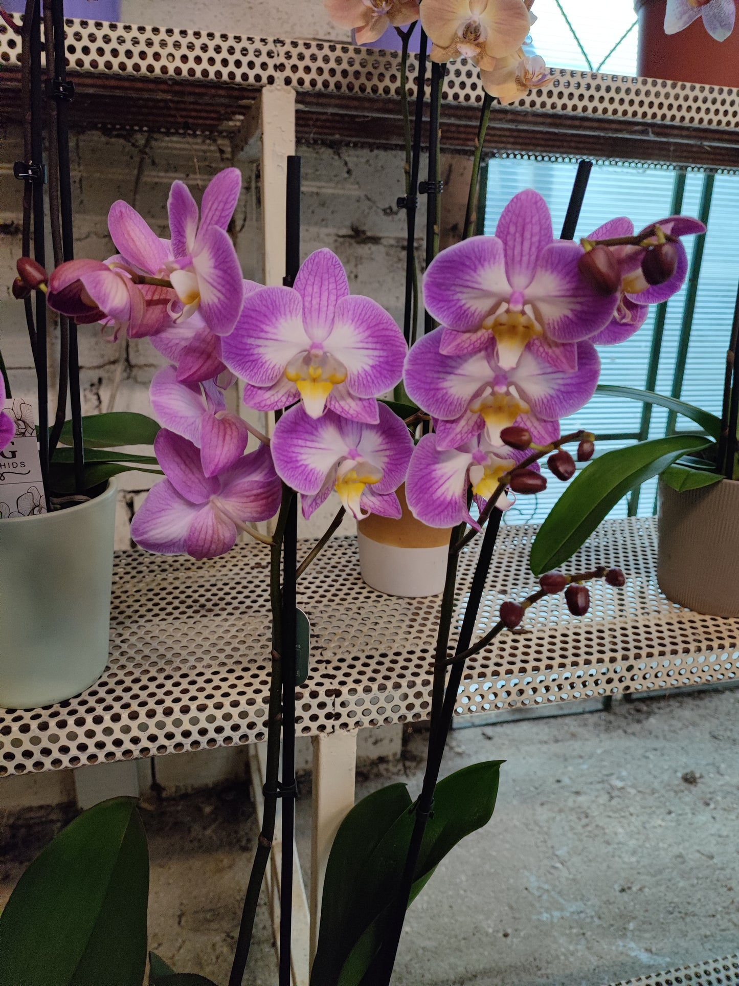 Phalaenopsis