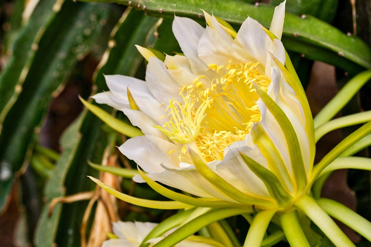 Talee pitaya 30-40 cm