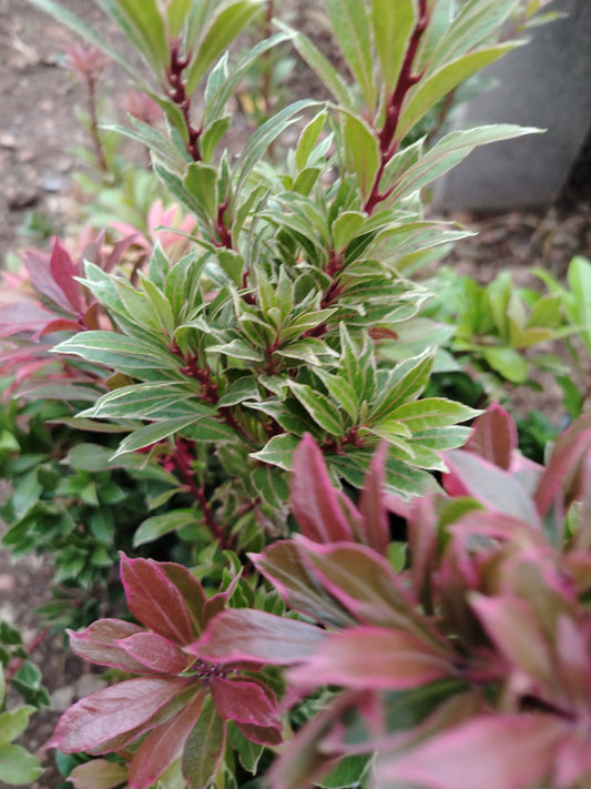 Pieris japonica