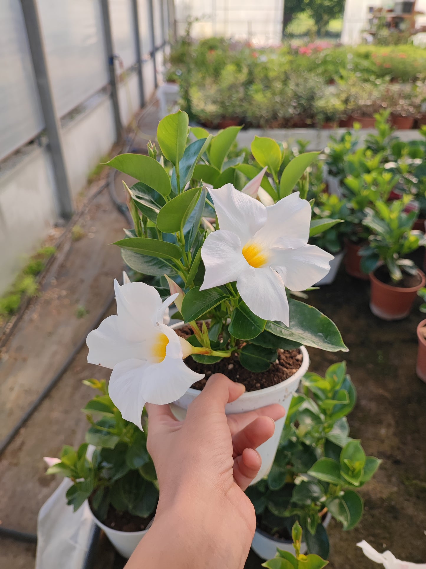 Dipladenia Sudanville