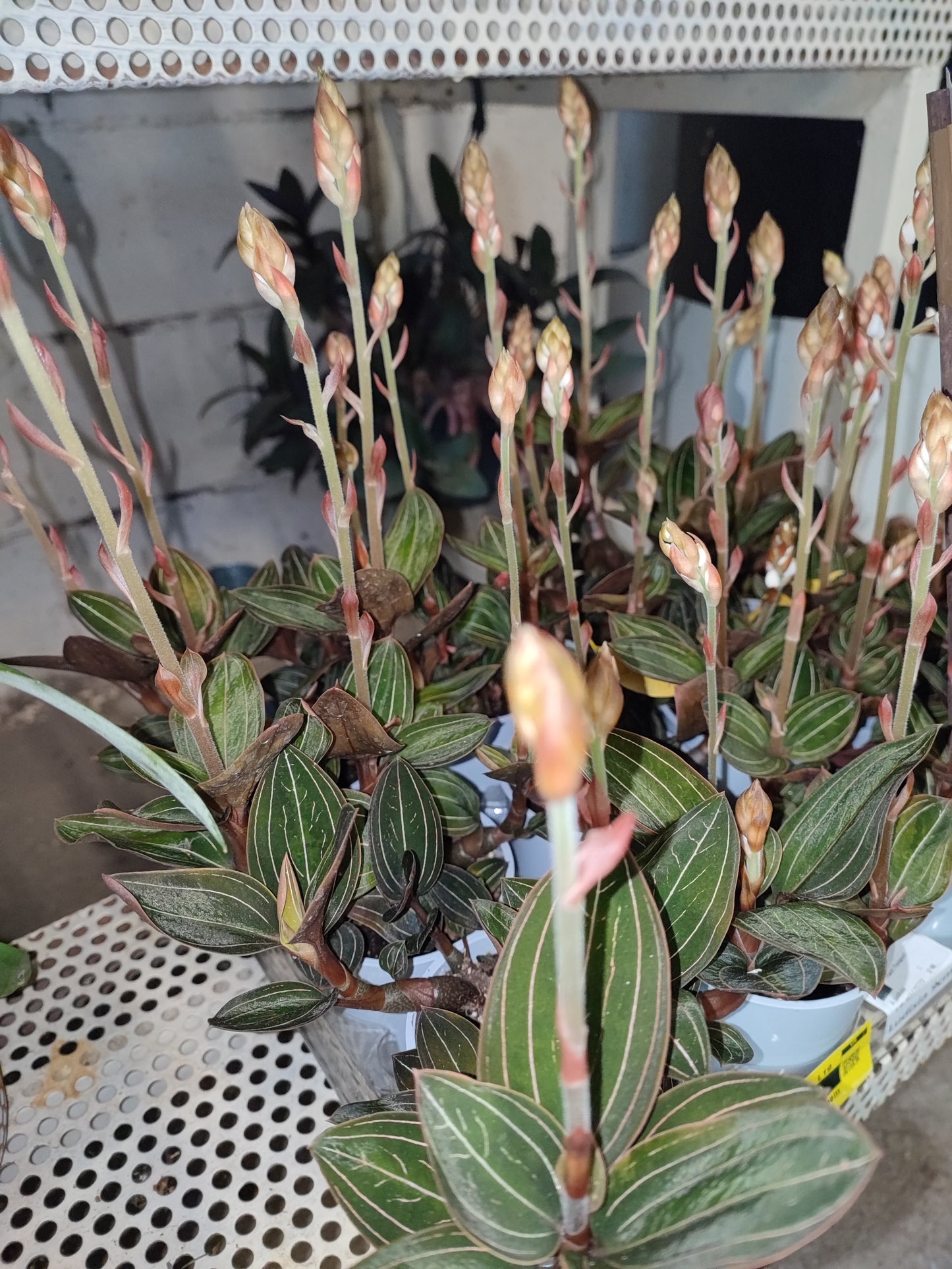 Ludisia discolor