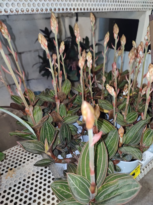 Ludisia discolor