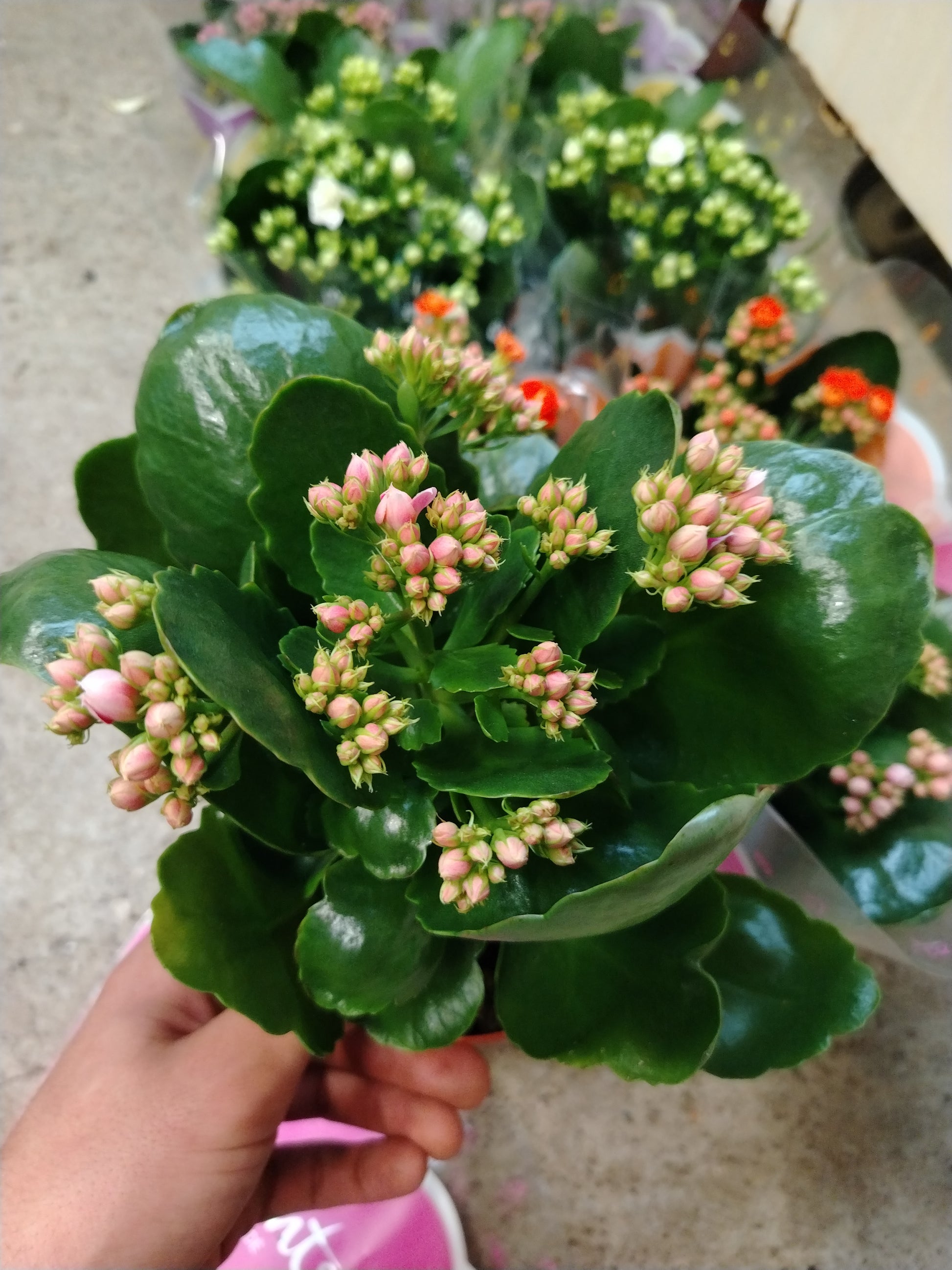 Kalanchoe - Valmaflor