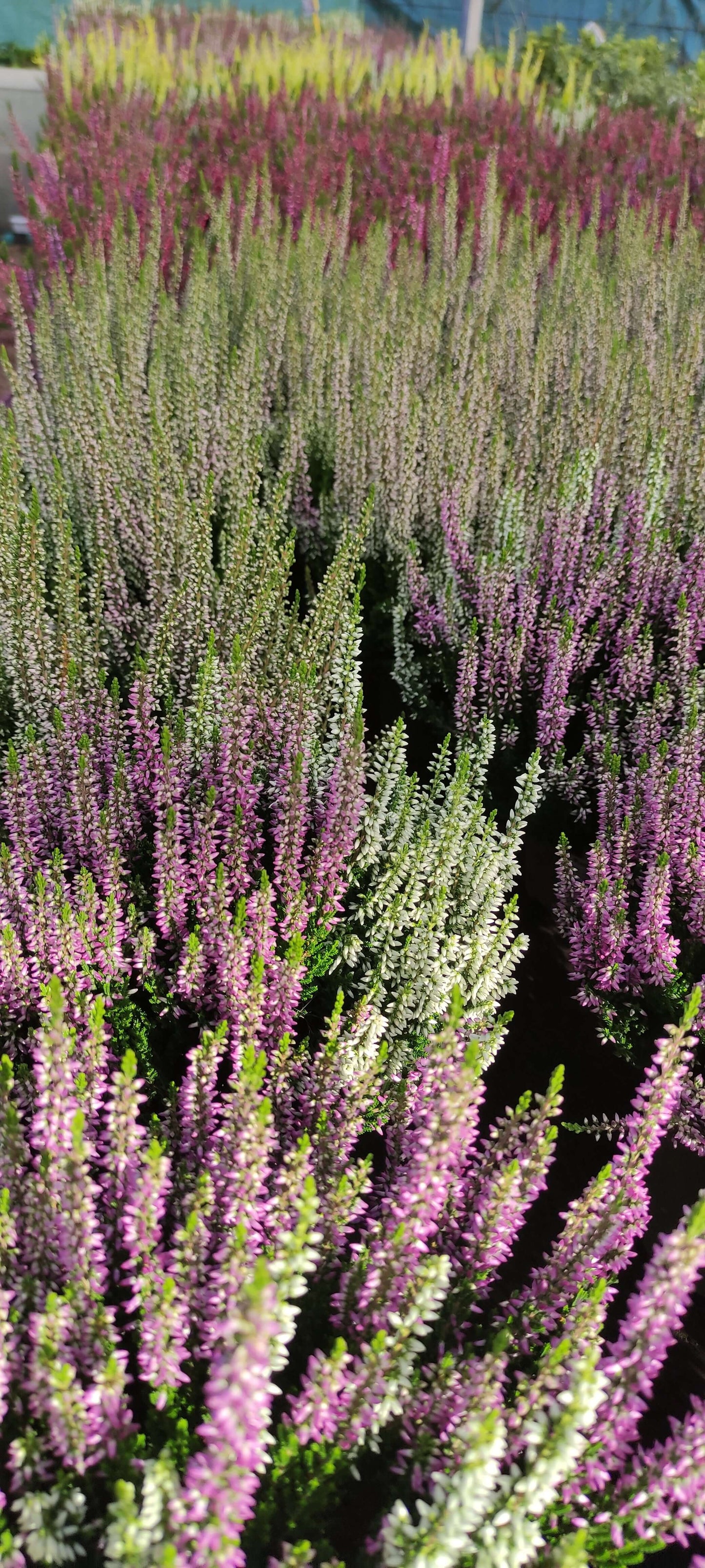 Calluna