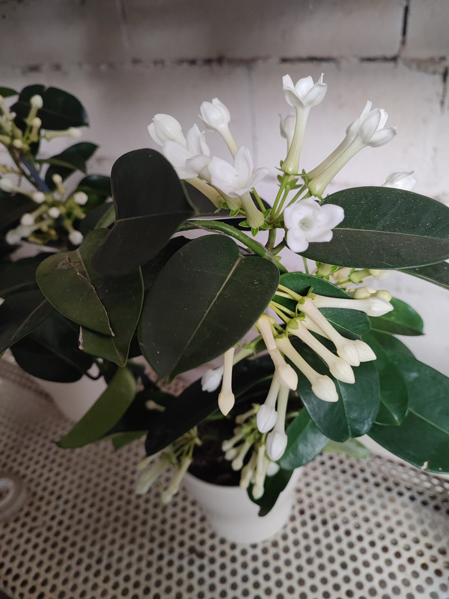 Stephanotis