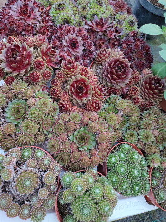 Sempervivum