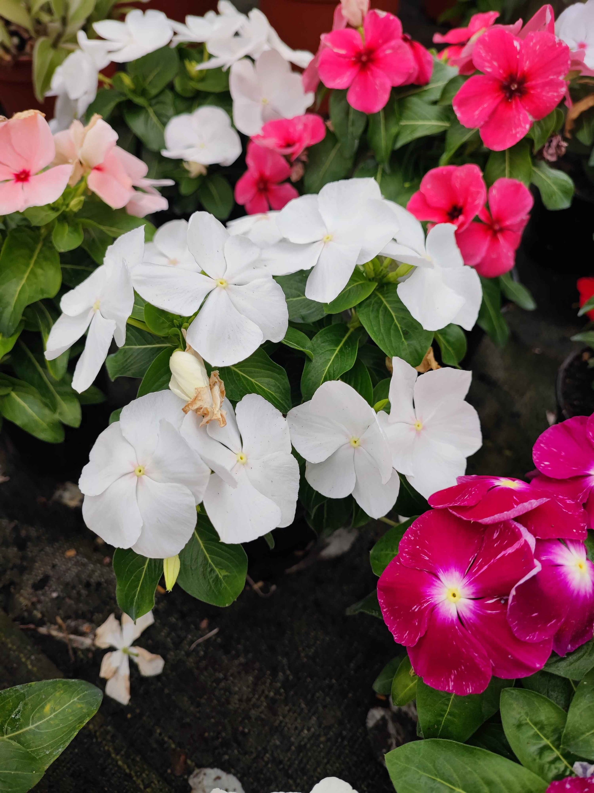 Vinca