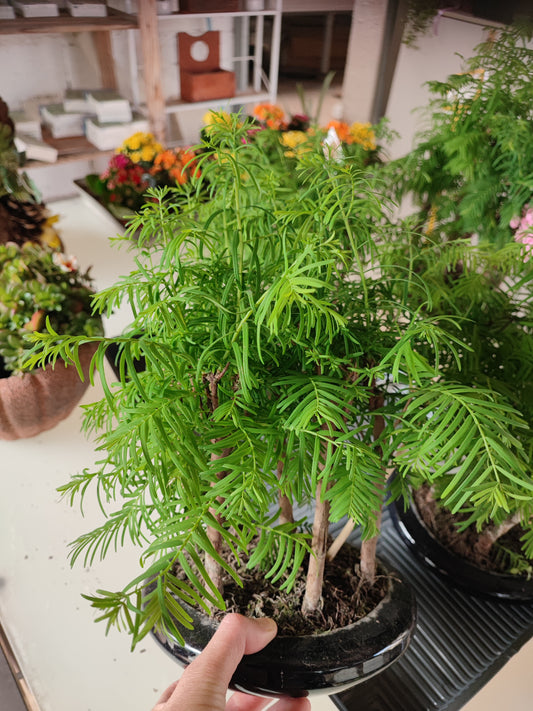 Bonsai metasequoia
