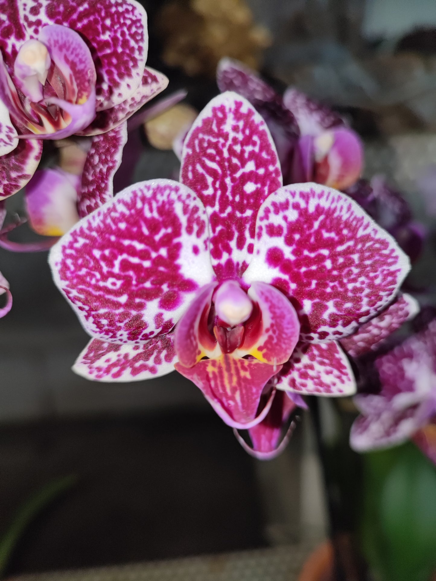 Orchidea