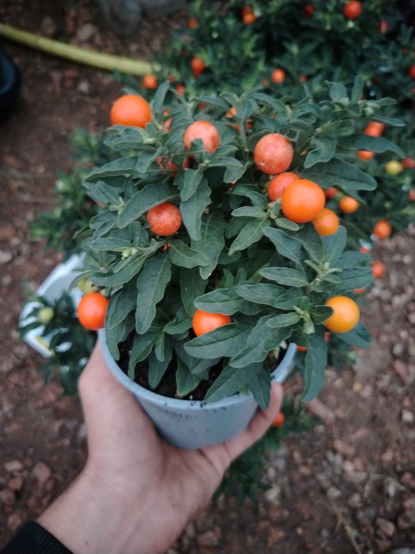 Solanum pseudocapsicum L.