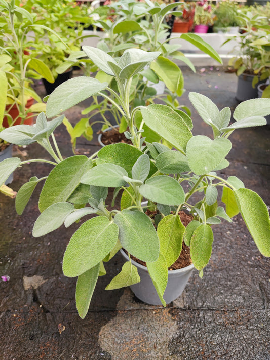 Salvia foglia larga