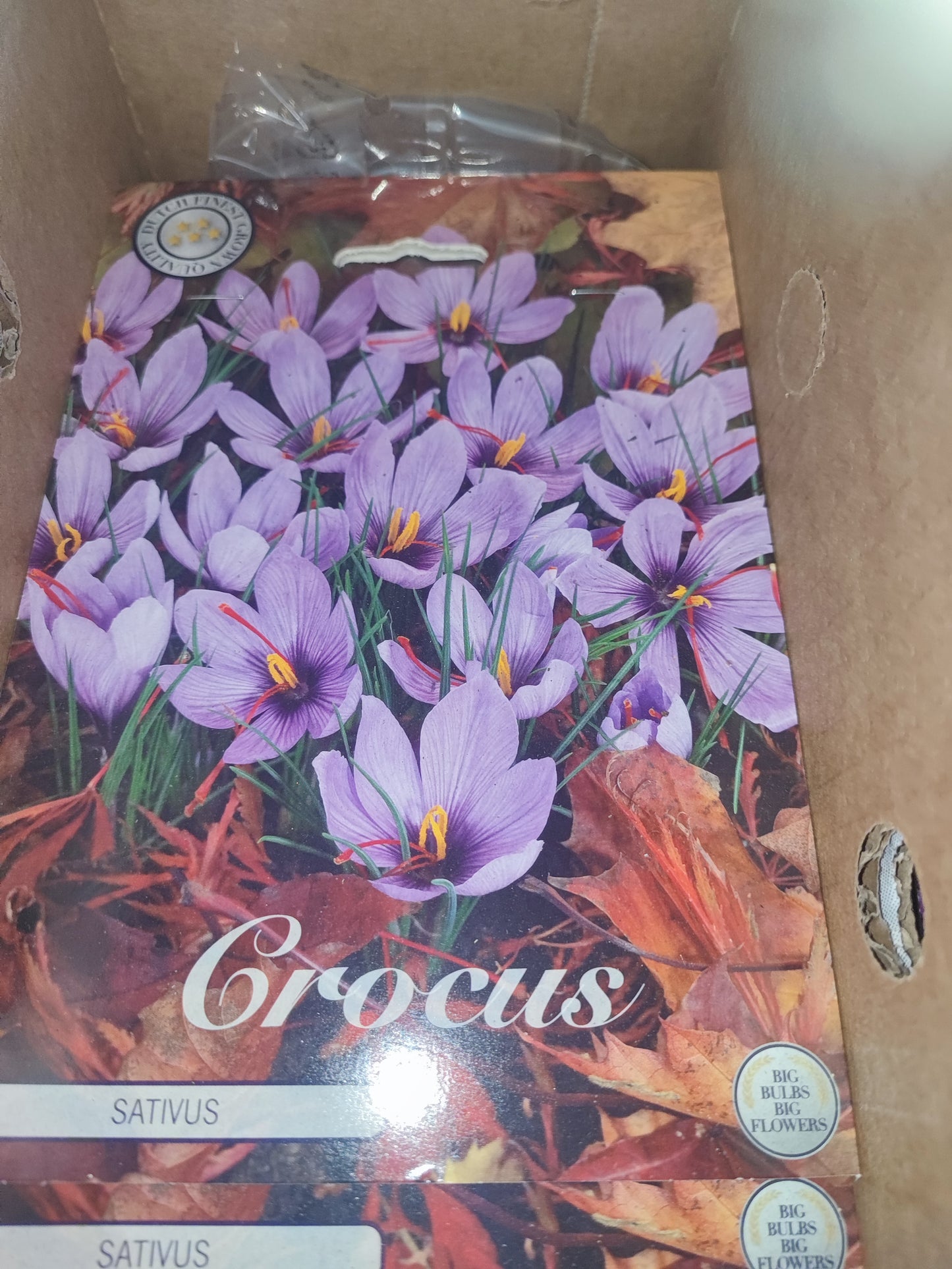 Crocus