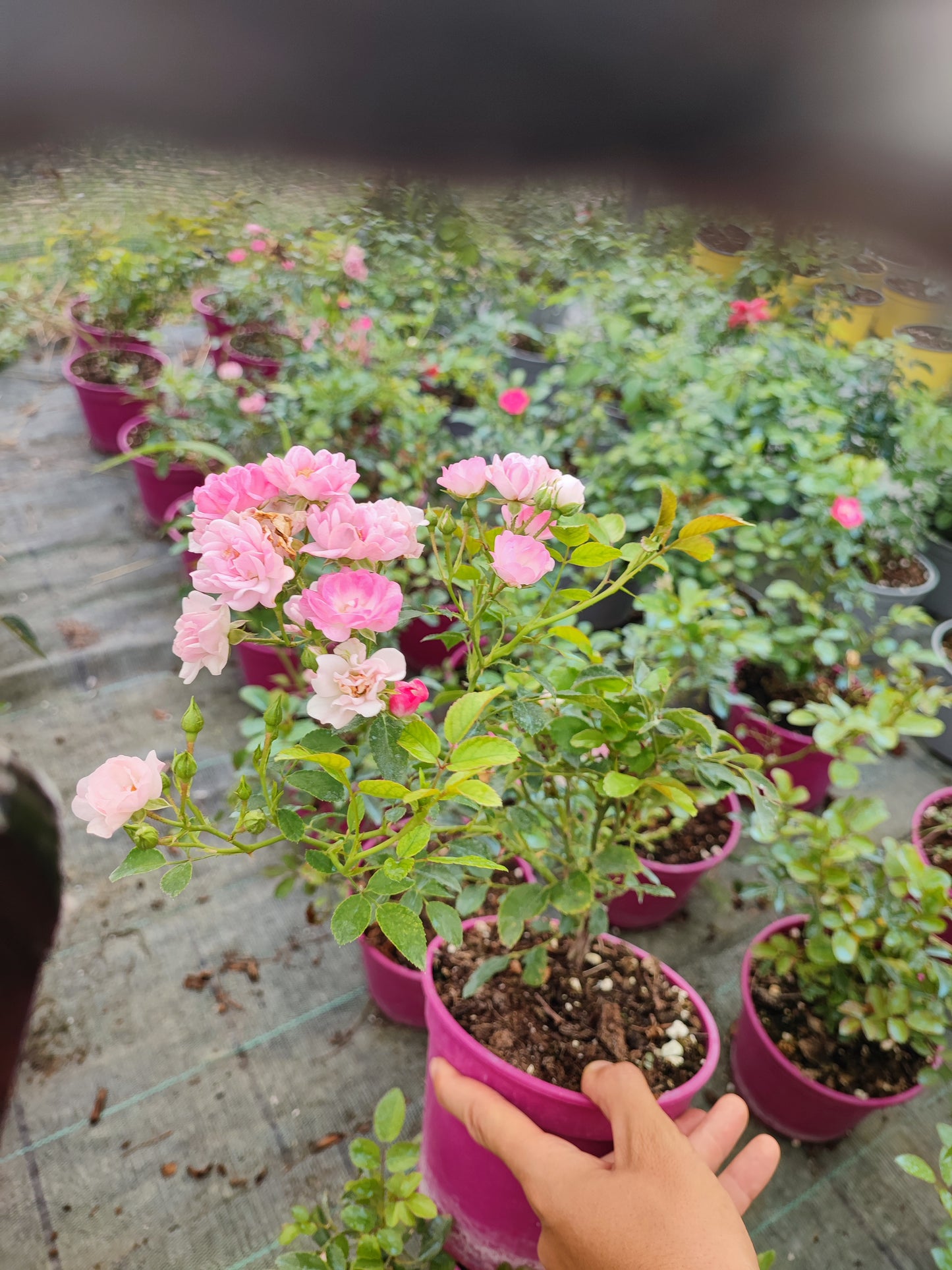 Rosa paesaggistica