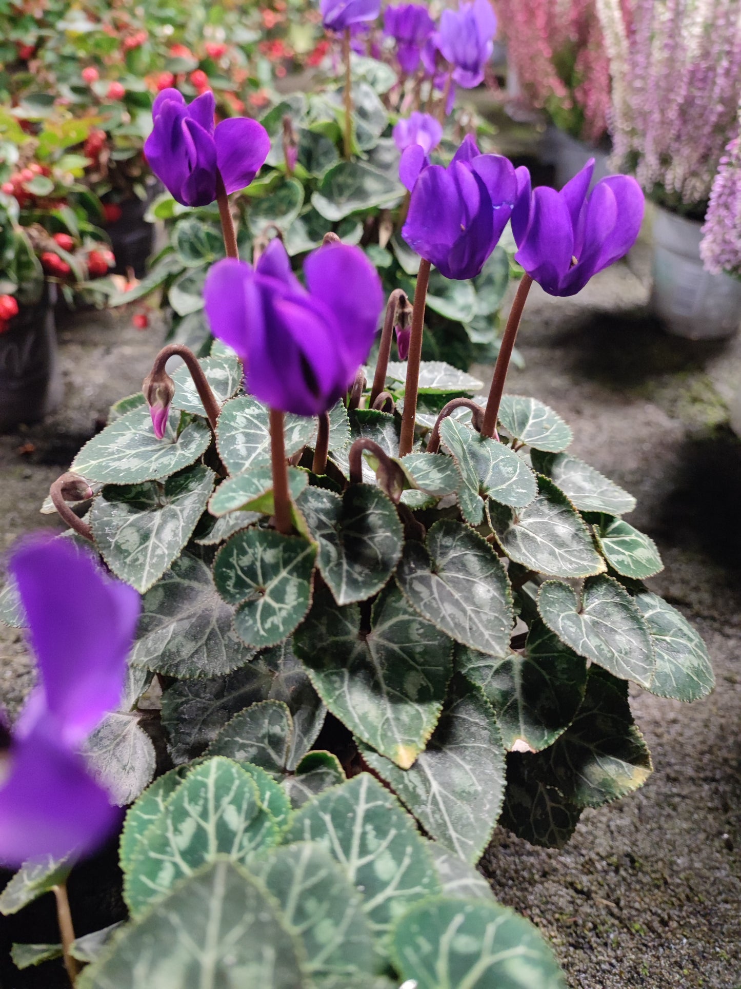 Ciclamino blue dragon