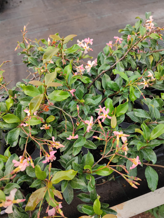 Trachelospermum jasminoides rosa