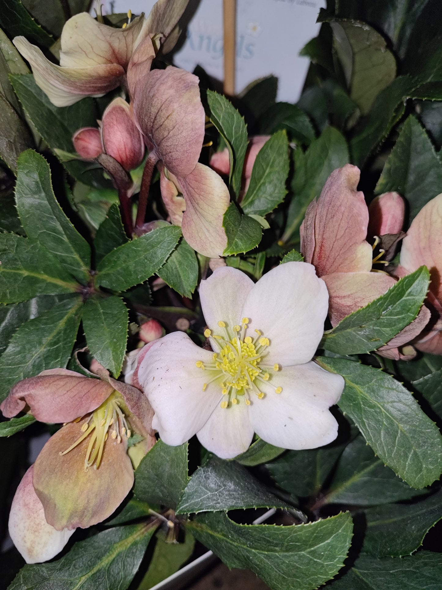 Helleborus Olivia