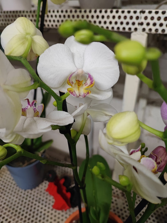 Orchidea phalaenopsis