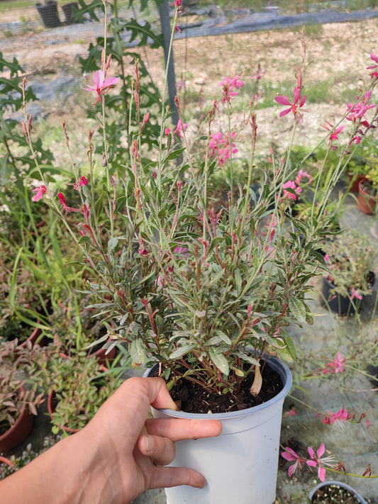 Gaura lindheimeri