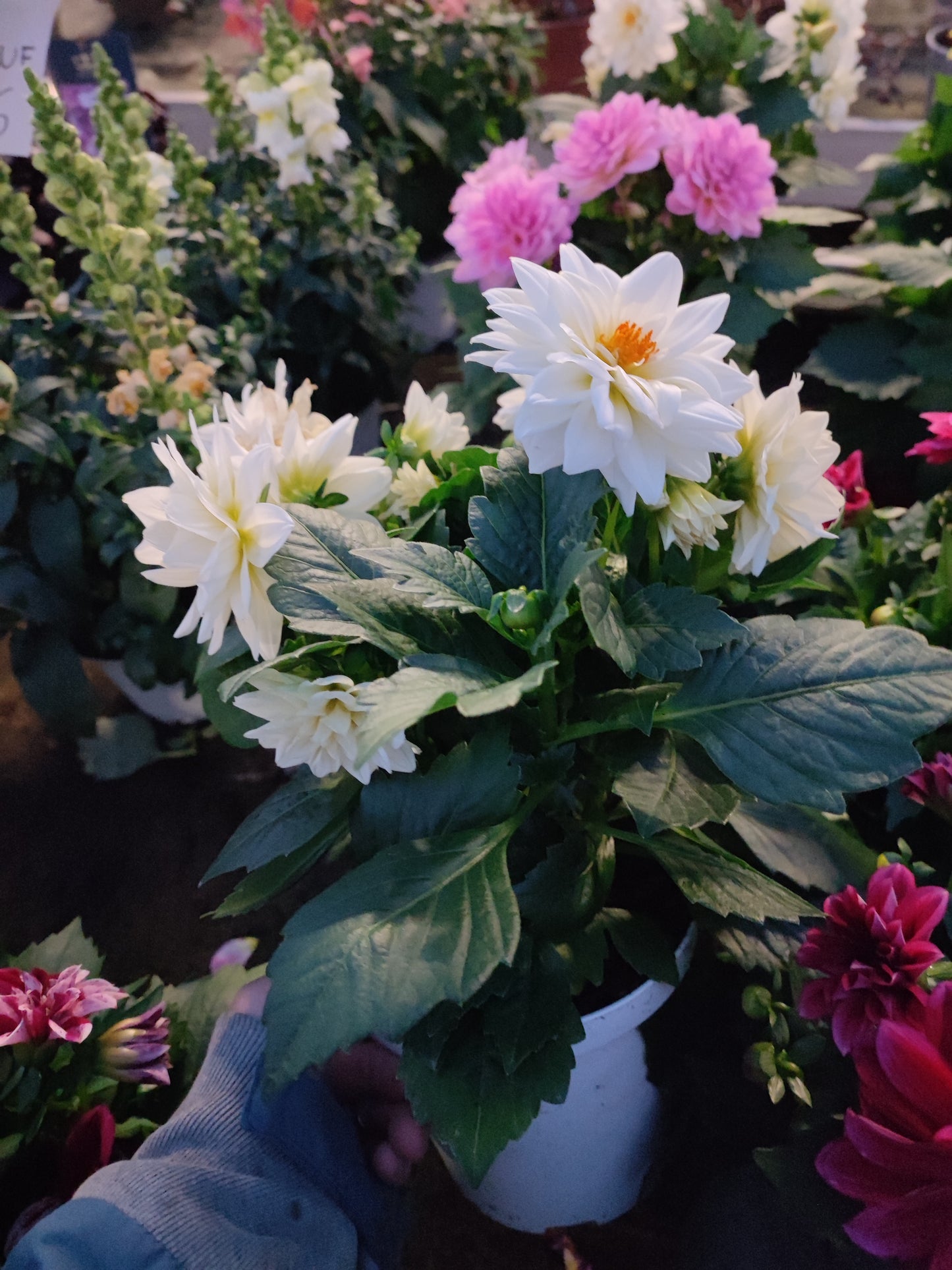 Dahlia