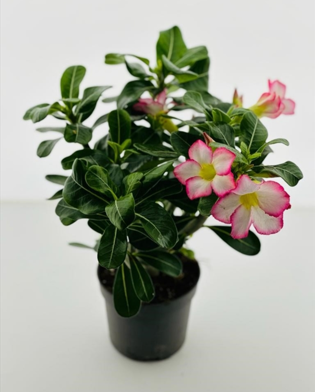 Adenium obesum pinkstar