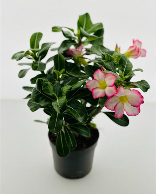 Adenium obesum pinkstar