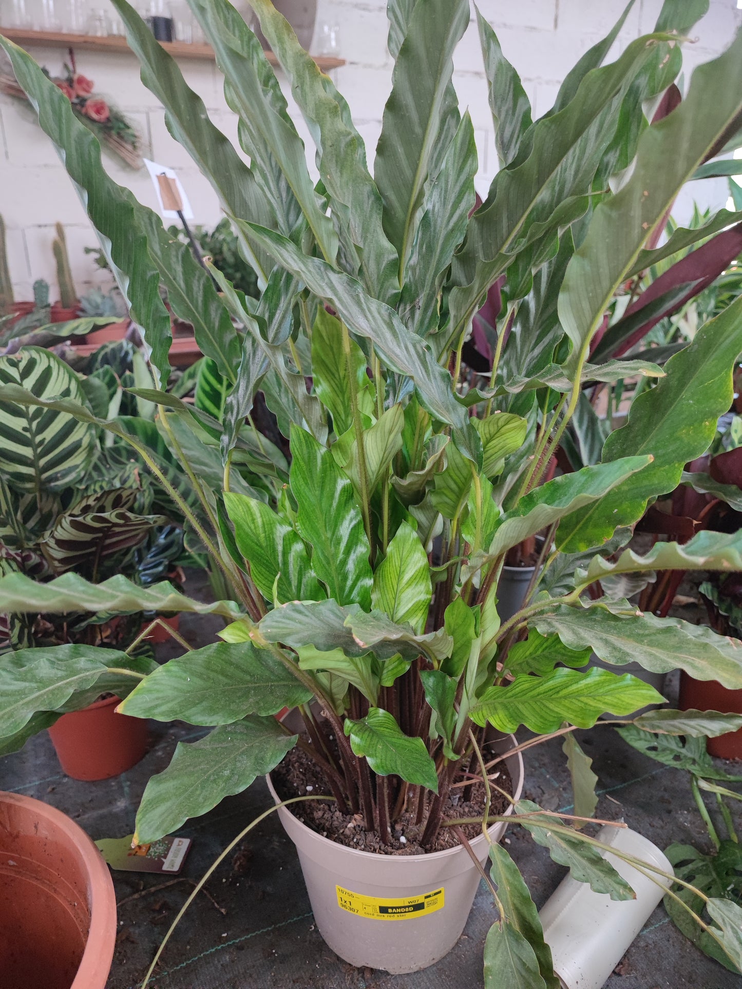 Calathea Rufibarba