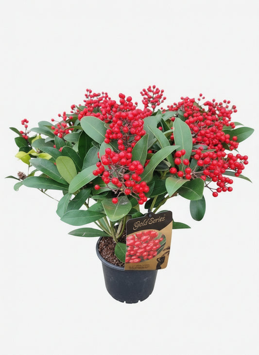 Skimmia japonica passion