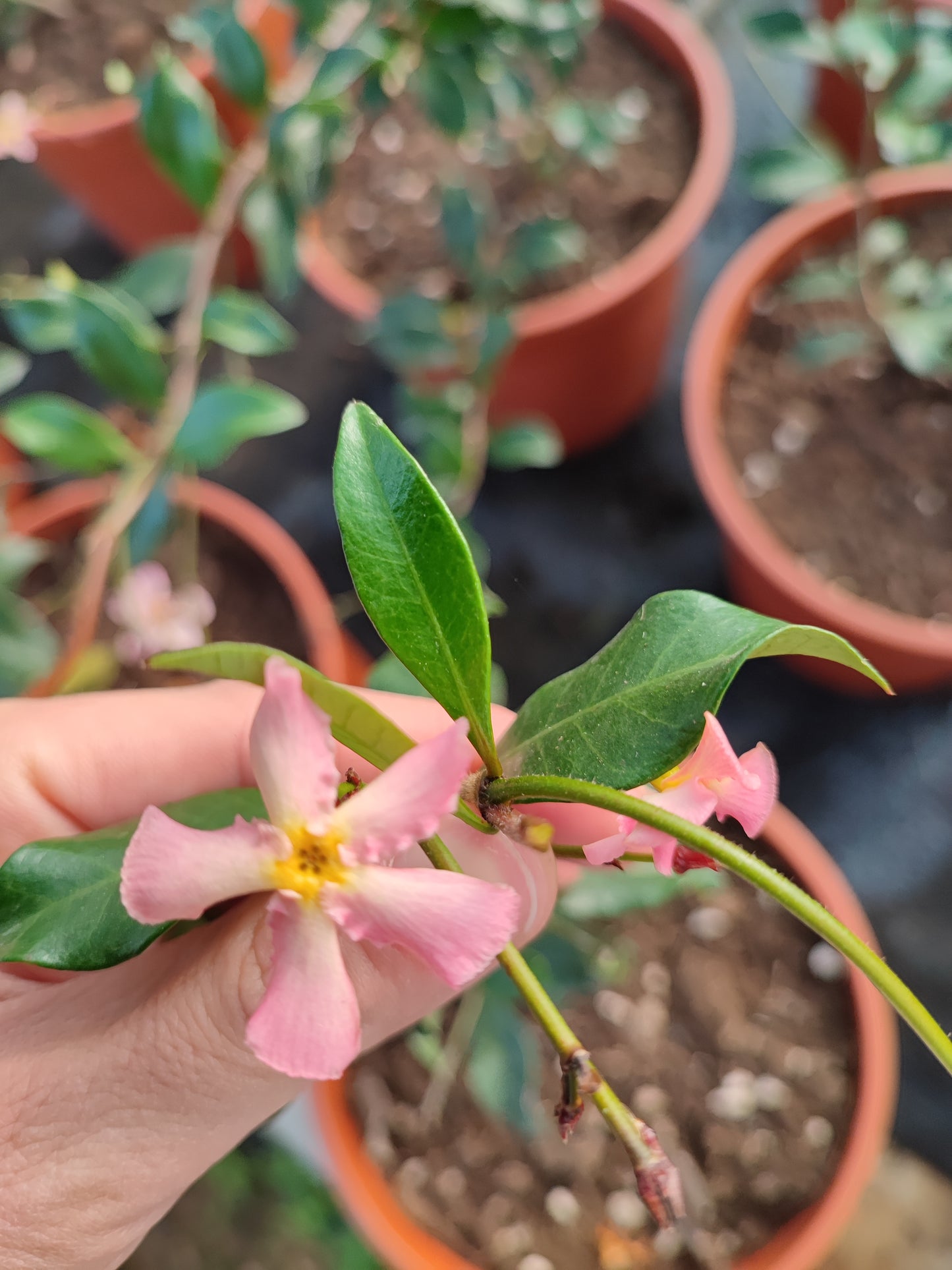 Trachelospermum jasminoides rosa