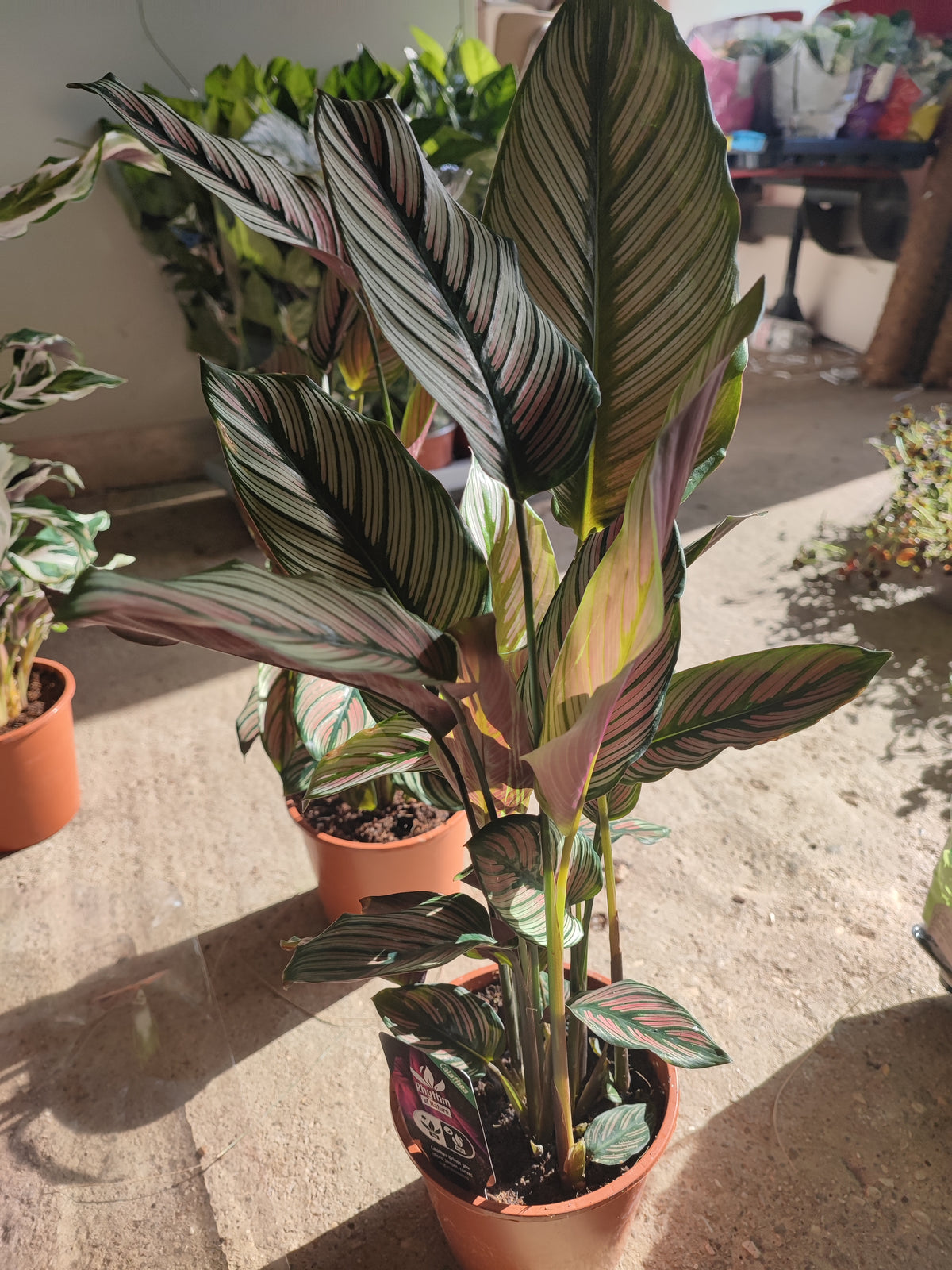 Calathea whitestar