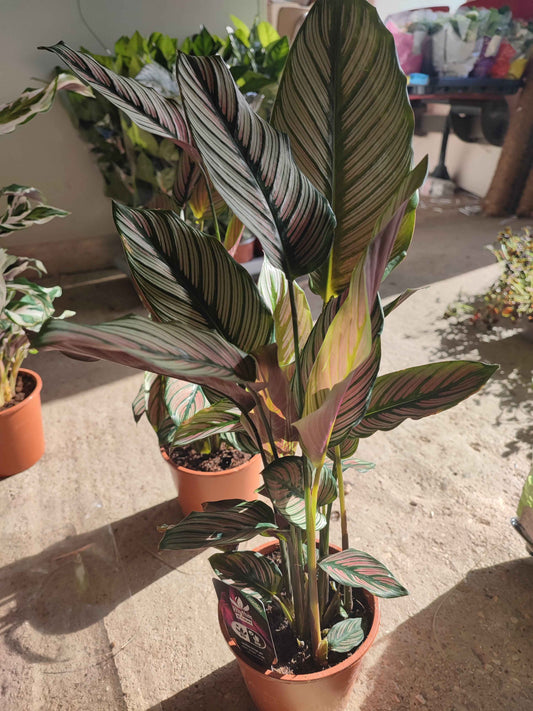 Calathea whitestar
