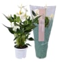 Anthurium