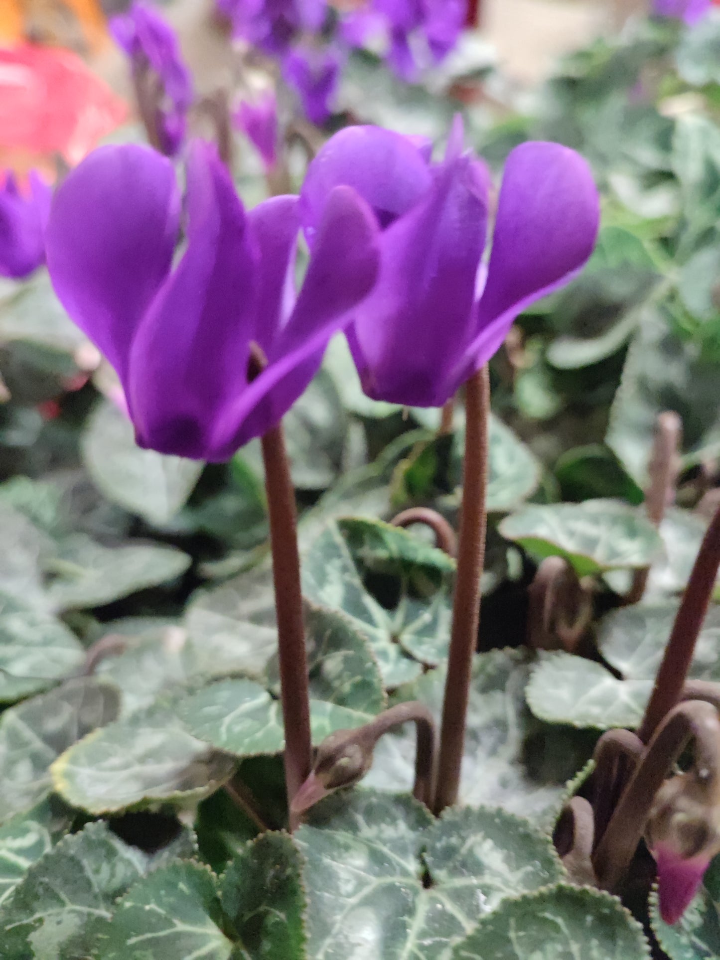 Ciclamino blue dragon