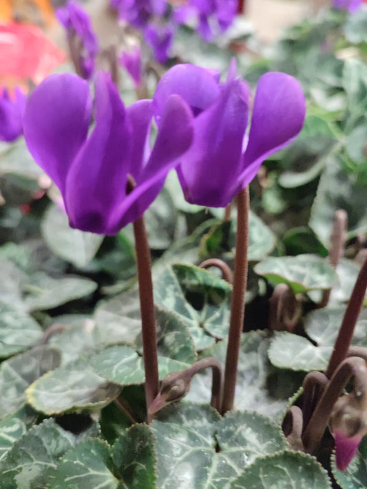 Ciclamino blue dragon