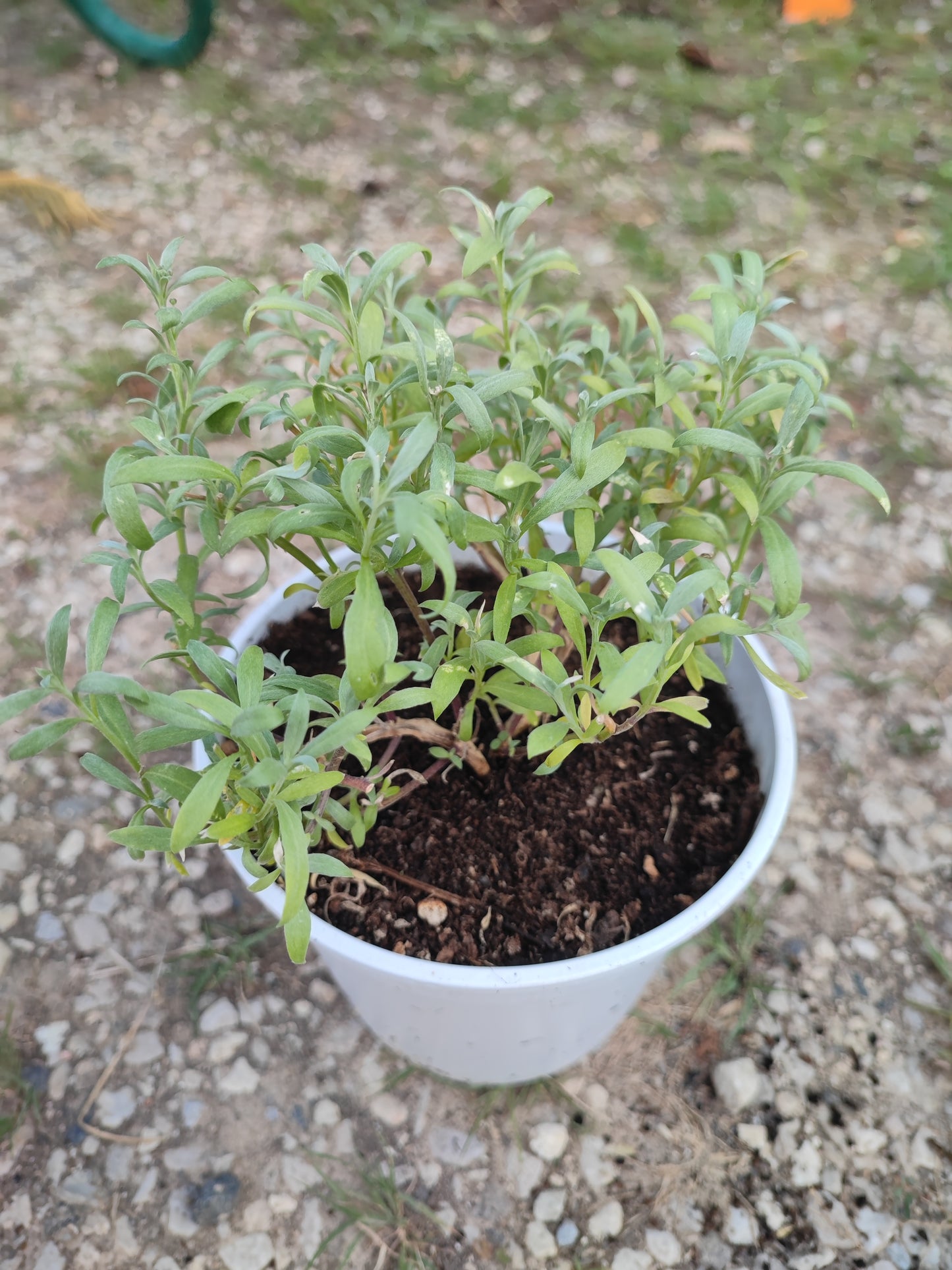 Lobularia