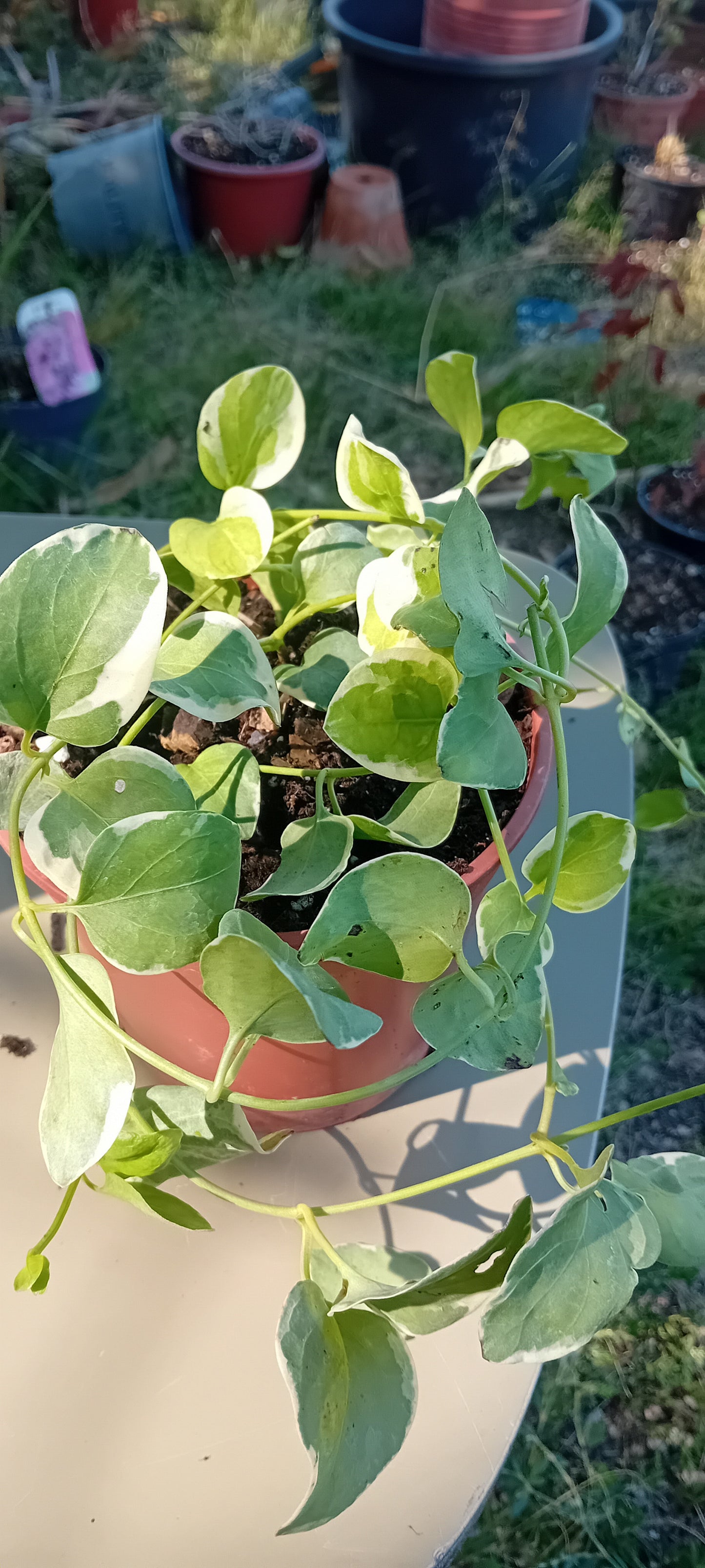 Vinca Major